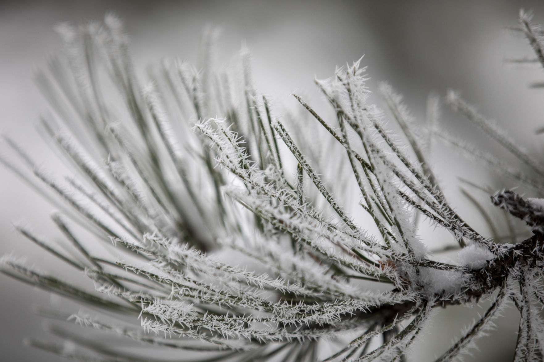 Autumn snow